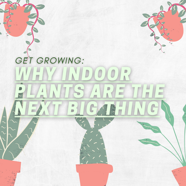 Get Growing: Why Indoor Plants Are The Next Big Thing